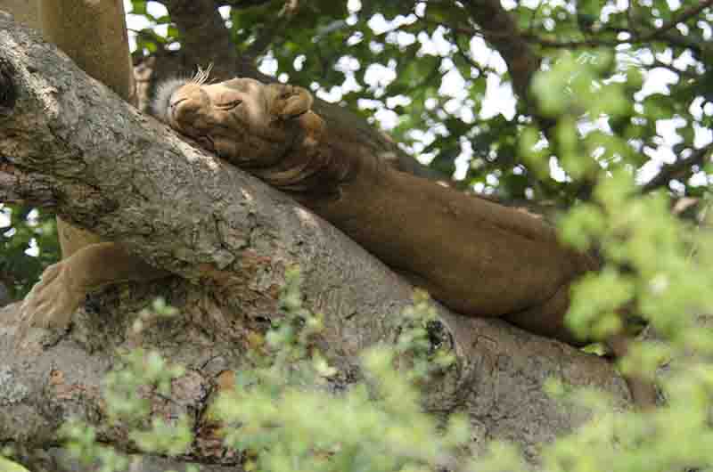 19 - Leones trepadores - parque nacional Queen Elizabeth - Uganda